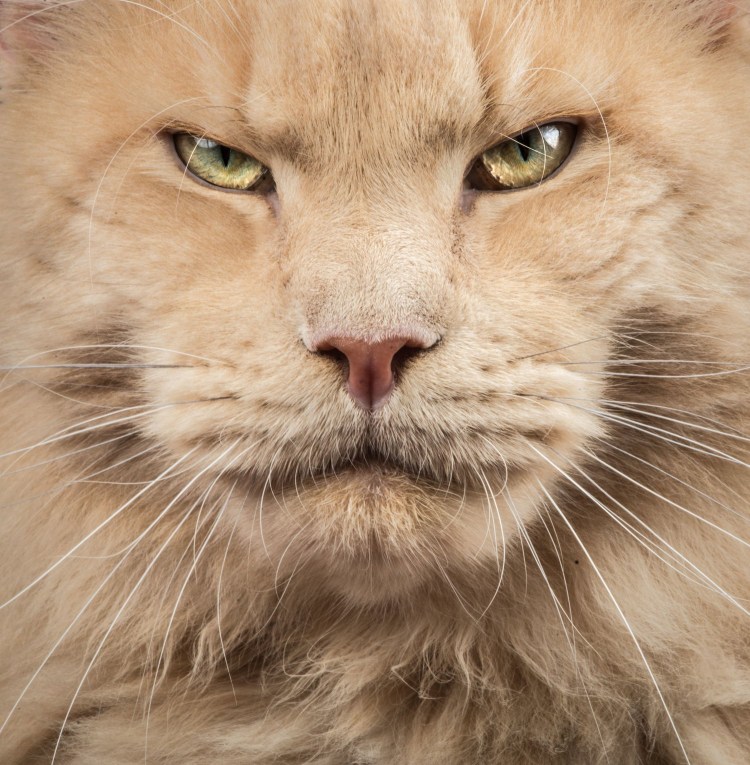 Кошачья мордочка