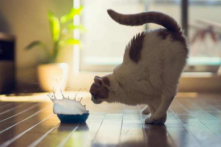 Страшный рыжий кот