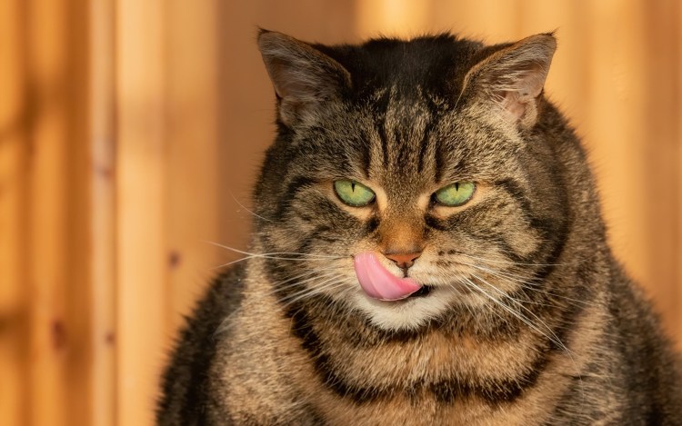 Довольный кот