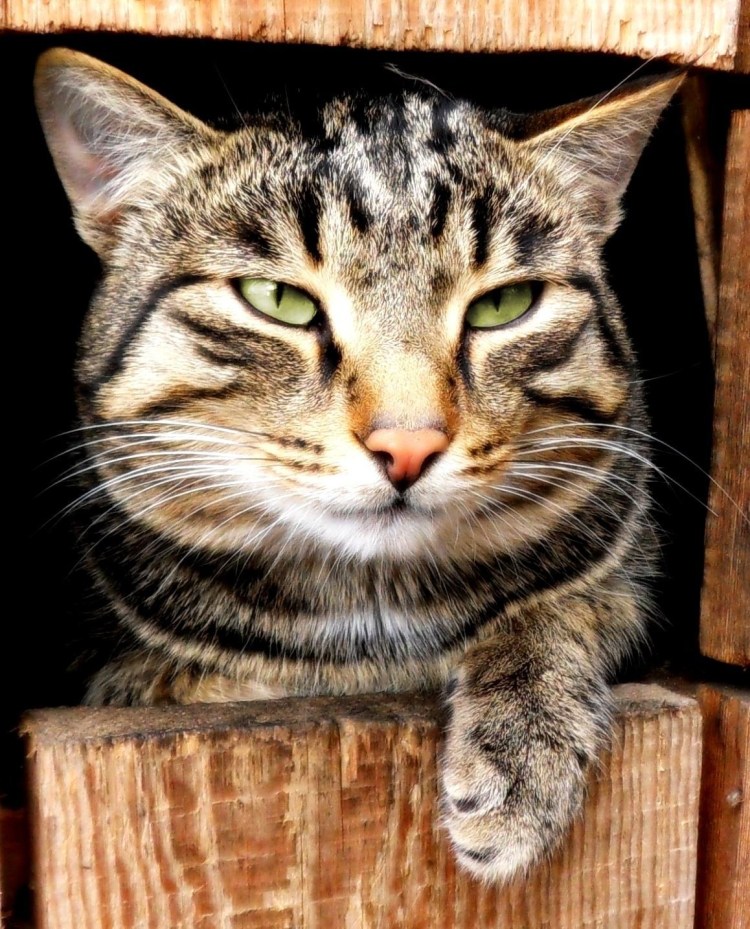 Серьезный кот