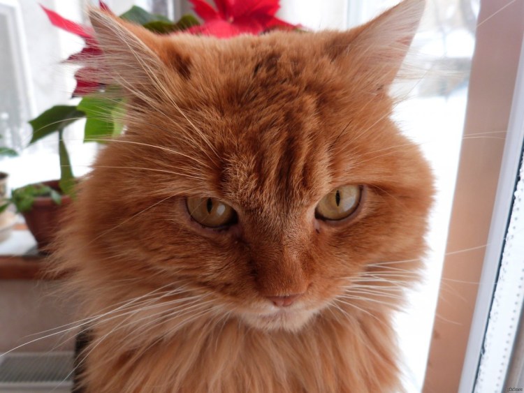 Кот британец серый