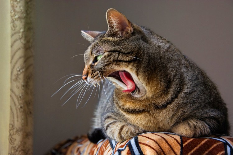 Наглое лицо кота