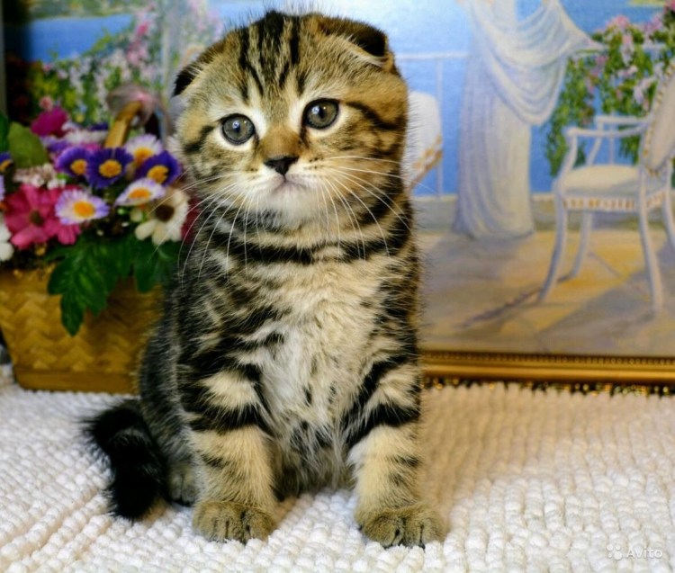 Британские котята черный мрамор