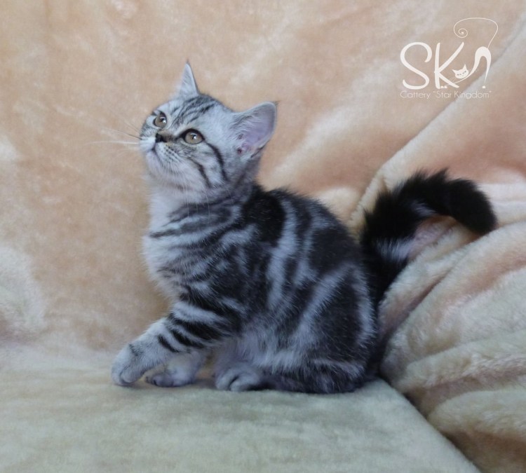 Скоттиш фолд мраморный