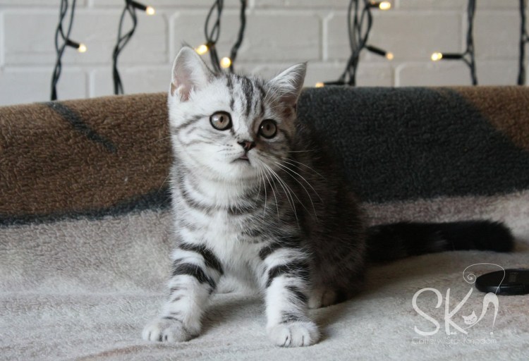 Вислоухий британец мраморный