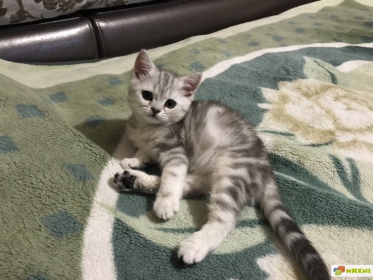 Мраморный вискас шотландский