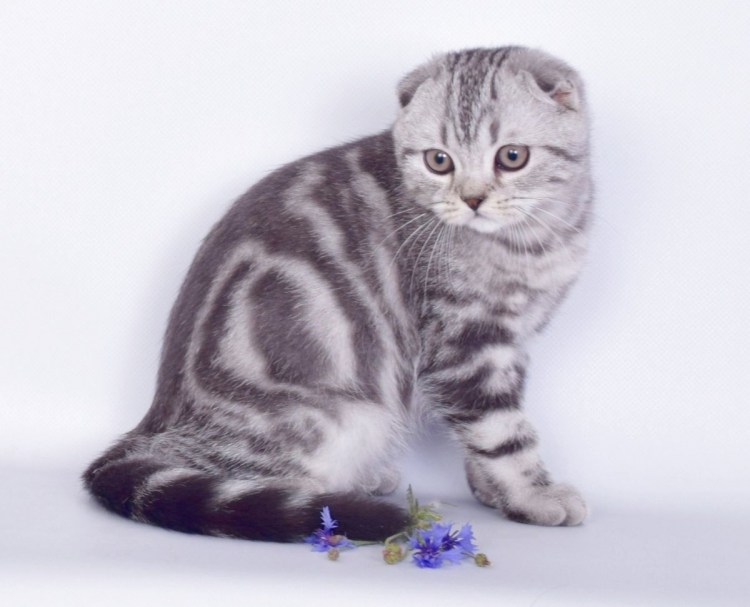 Шотландский кот мраморный окрас