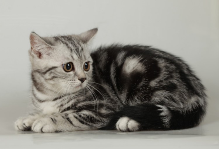 Шотландские котята страйт мрамор