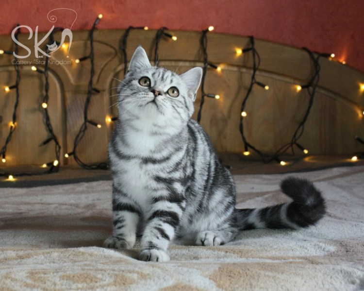 Скоттиш фолд вислоухий мраморный