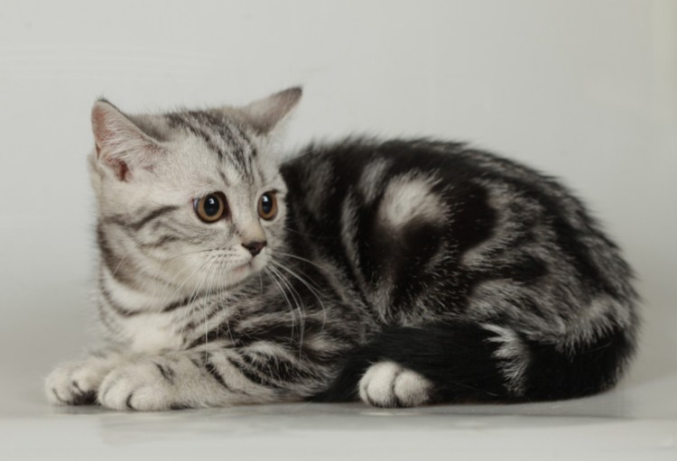 Котёнок шотландский прямоухий мраморный