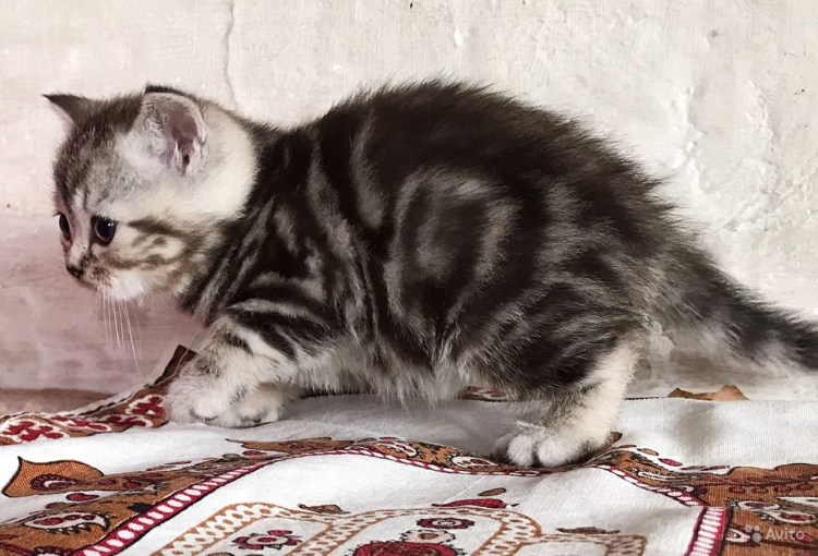 Вислоухий шотландец котенок окрас мраморный