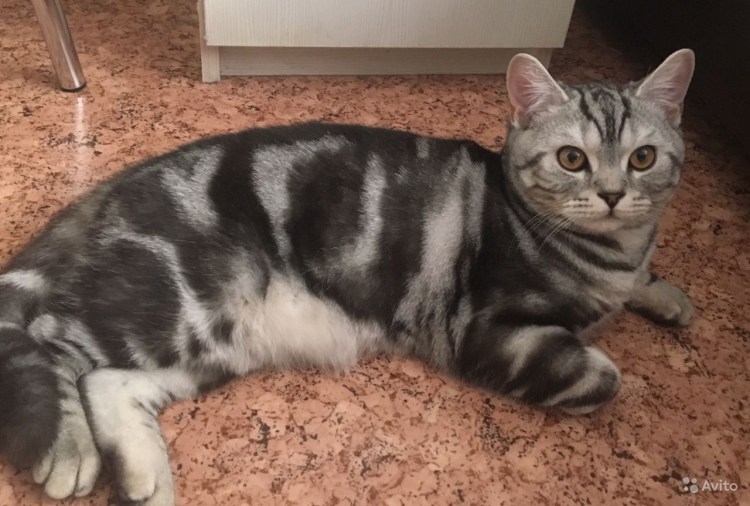 Мрамор на серебре шотландец котенок