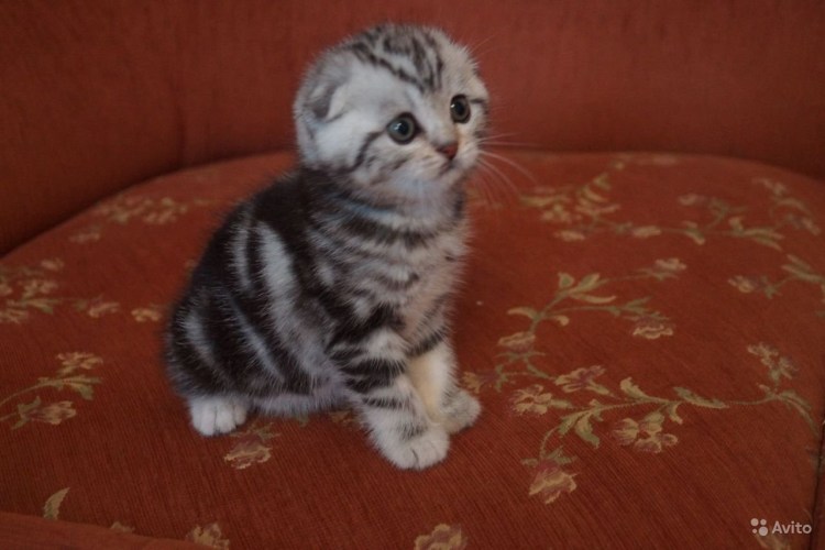 Шотландские вислоухие котята мраморные