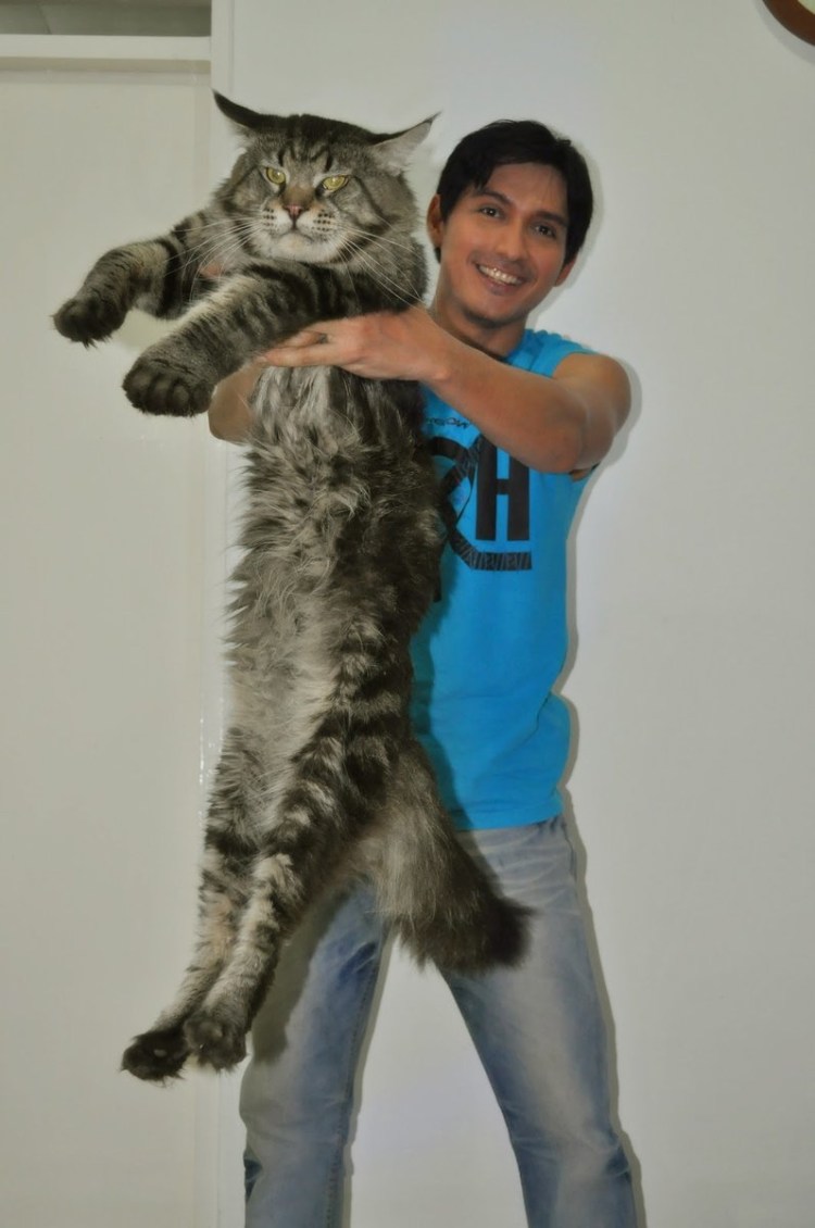 Большая кошка Мейн кун