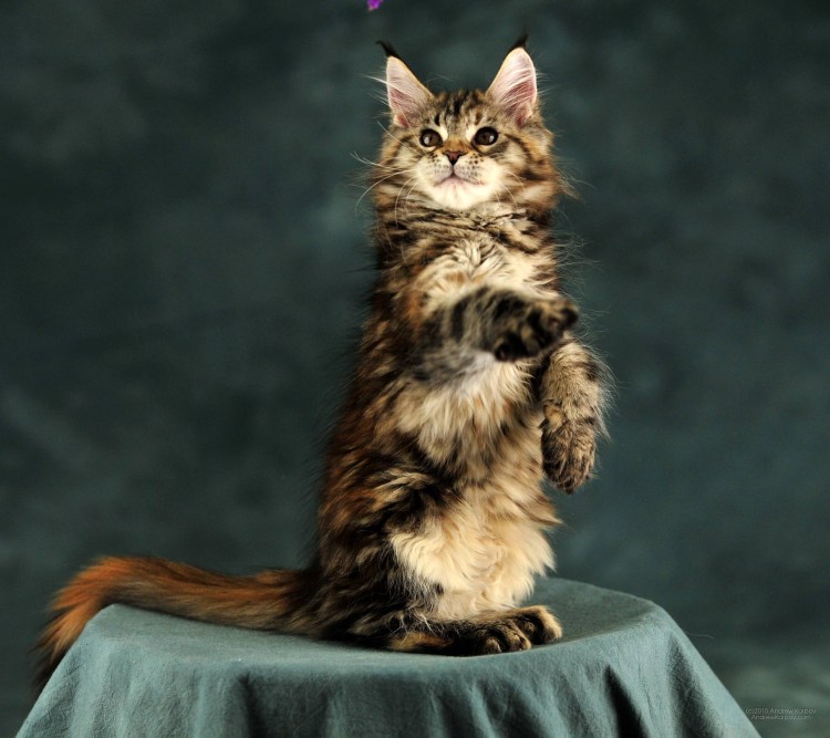 Кот Мейн кун