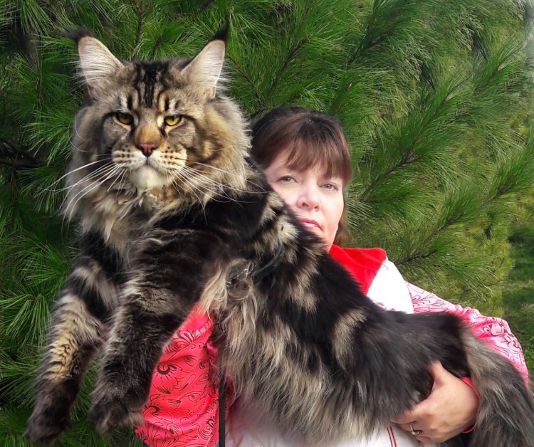 Гигантский кот Мейн кун