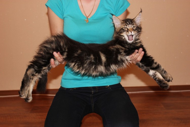 Коты великаны Мейн куны