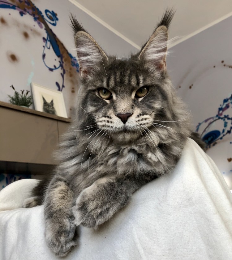 Кот Омар Мейн кун