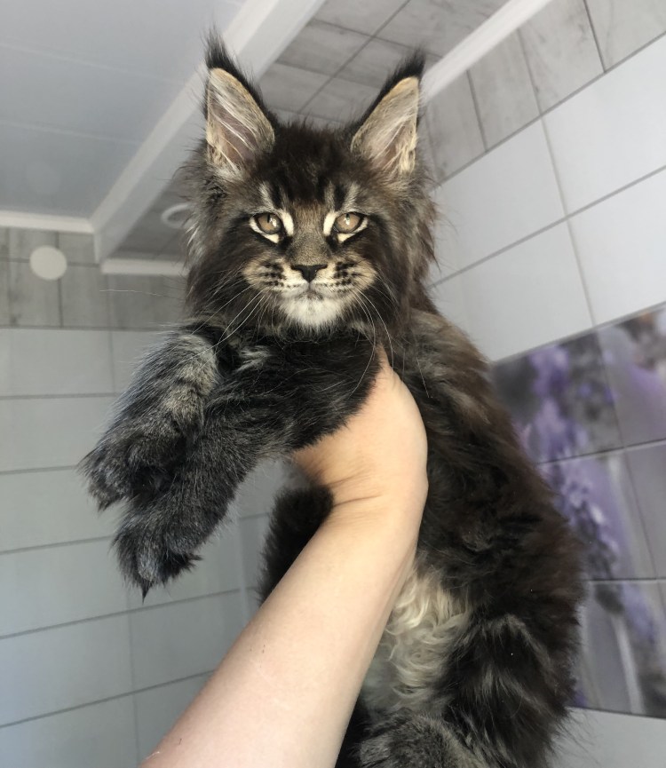 Мейн кун взрослые коты