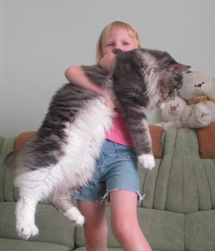 Кот Мейн-кун фото с человеком