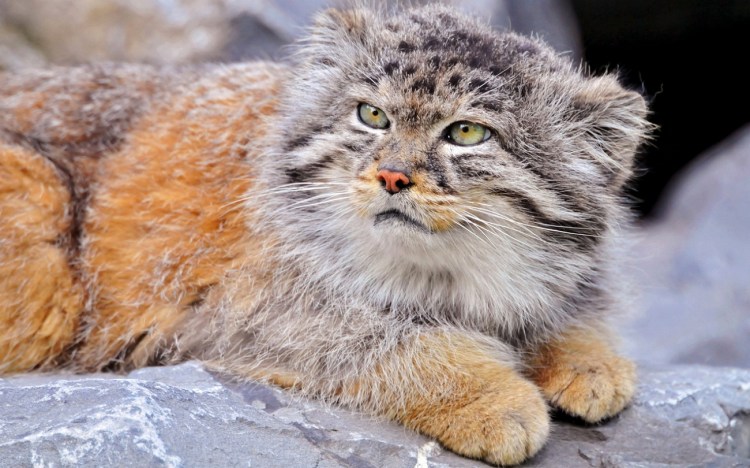 Манул (палласов кот)