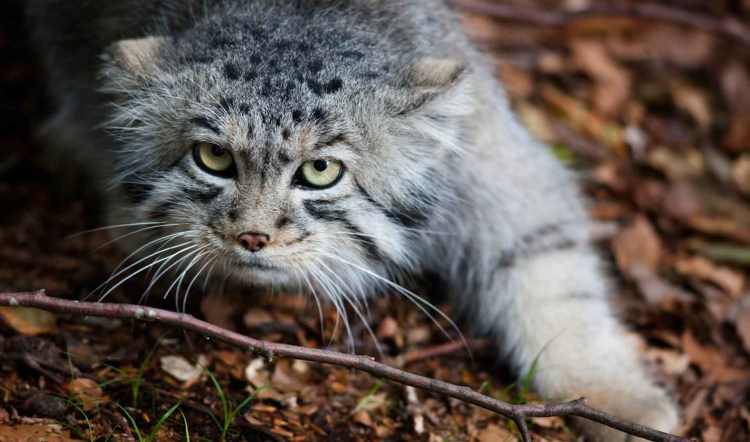 Манул хищник