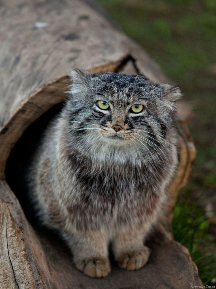 Манул (палласов кот)
