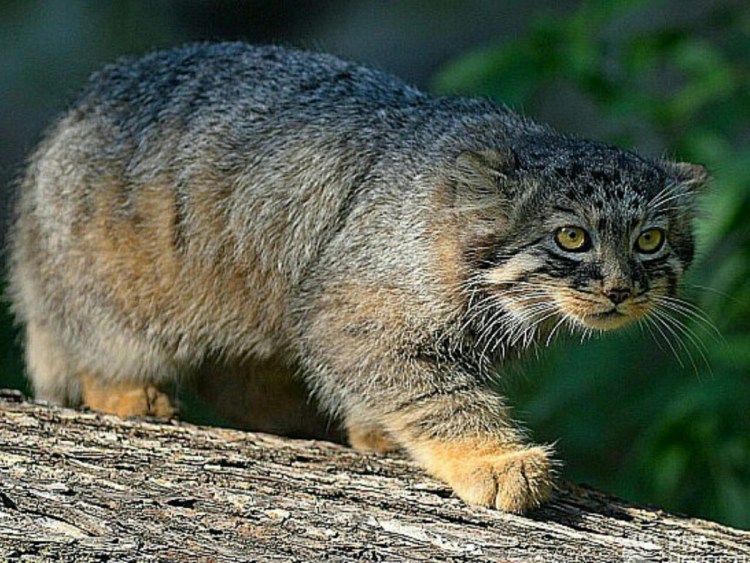 Сибирский дикий кот Манул