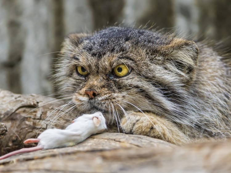 Лесной кот Манул