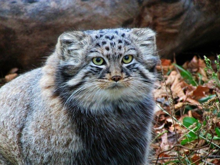 Манул (палласов кот)