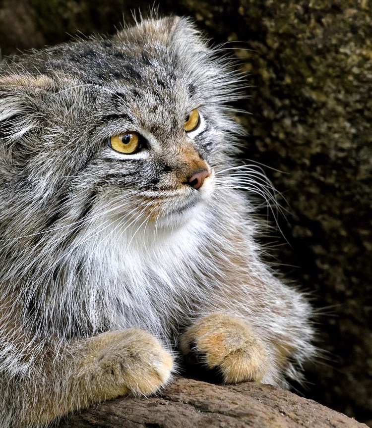 Манул (палласов кот)