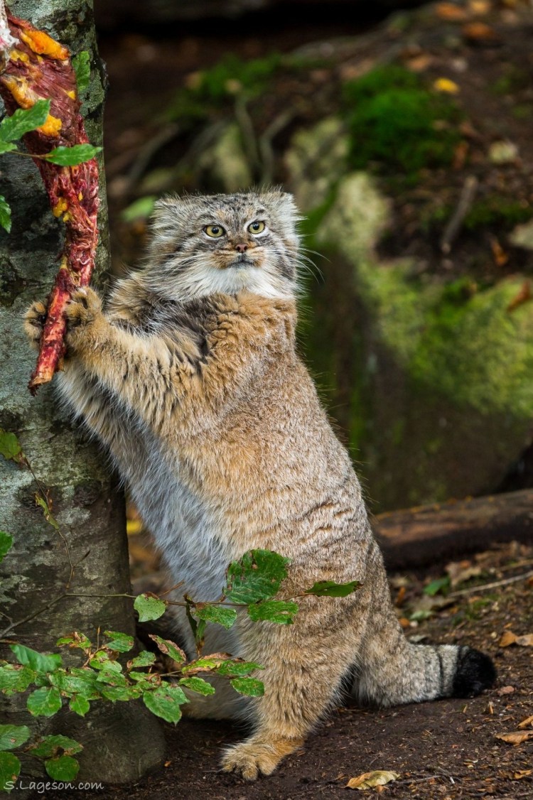 Один Манул два манула три манула