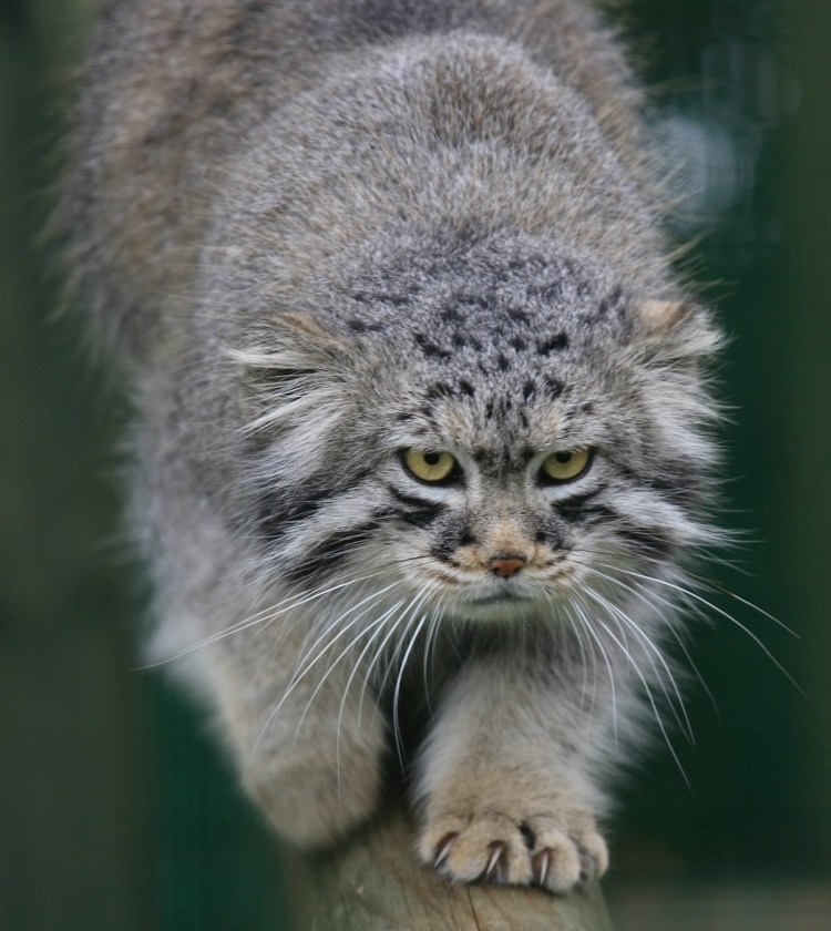 Манул мяукает