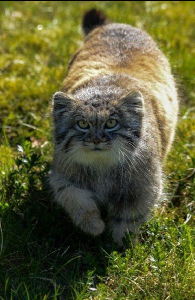 Эмоции дикий