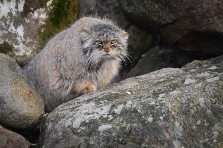 Лесная кошка Манул