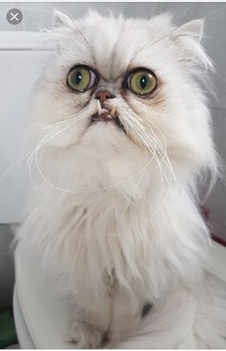Персидская шиншилла кот Уилфред