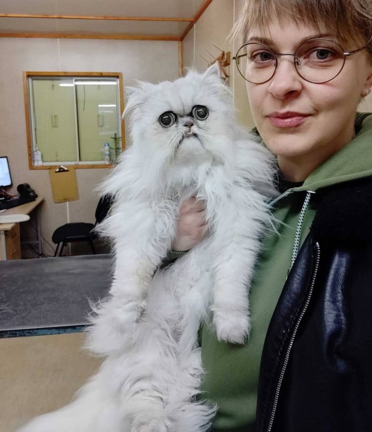 Персидский кот Уилфред