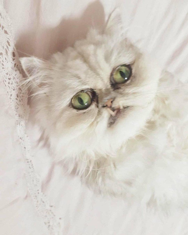 Самая злая порода кошек в мире