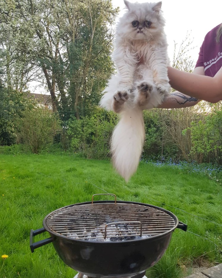 Порода кошек со страшной мордой