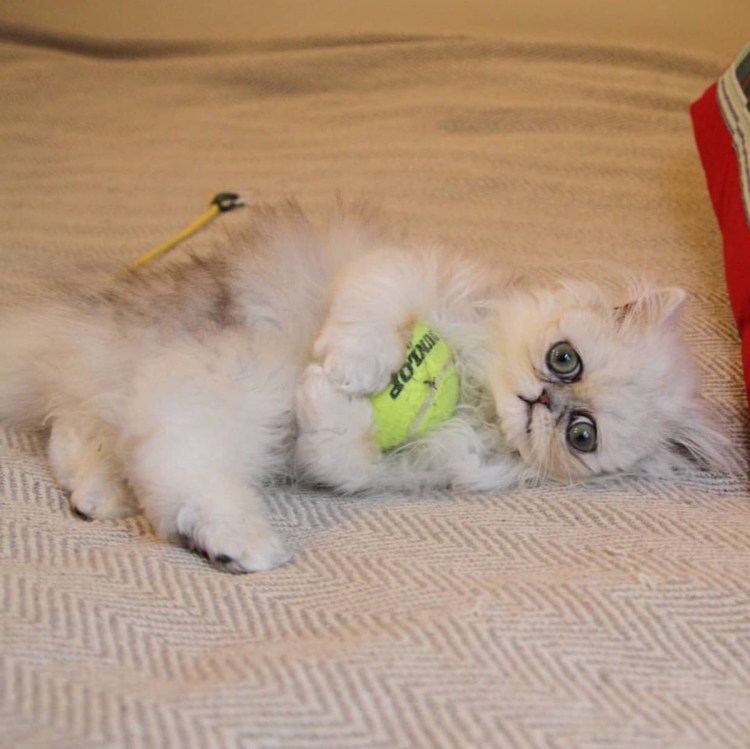 Персидская шиншилла кот Уилфред