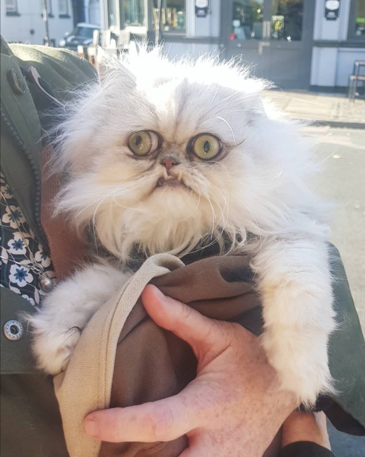 Персидская шиншилла Вилфред