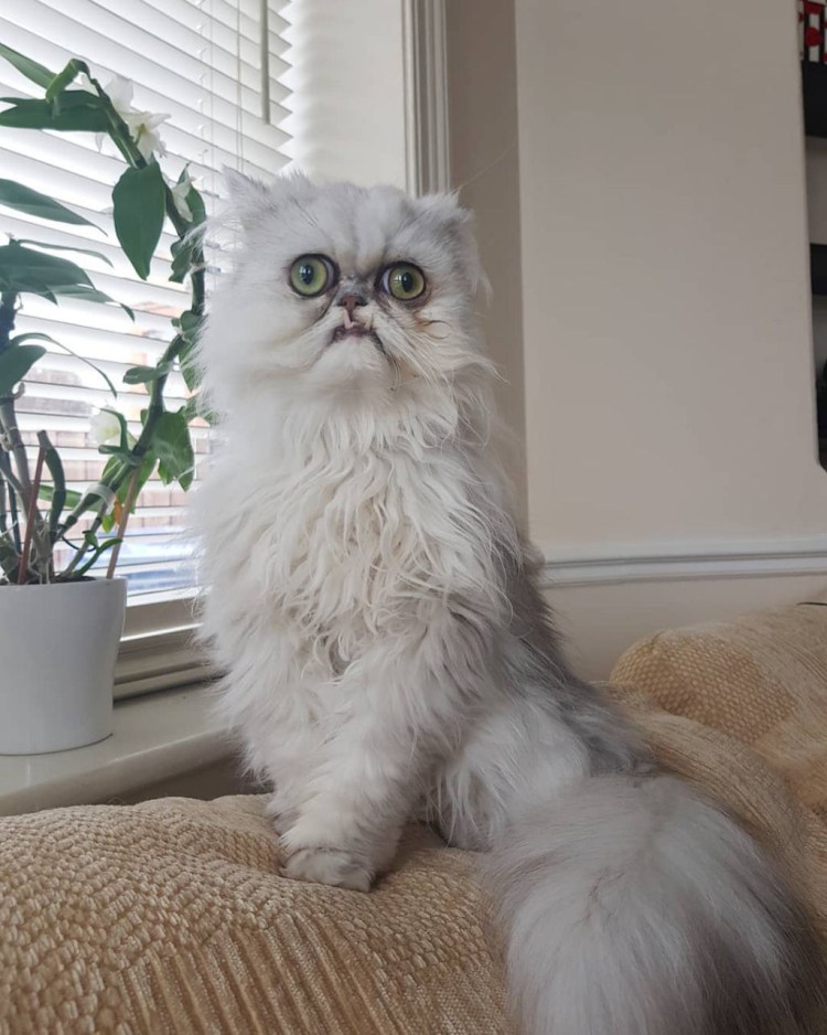 Персидская шиншилла кот Уилфред