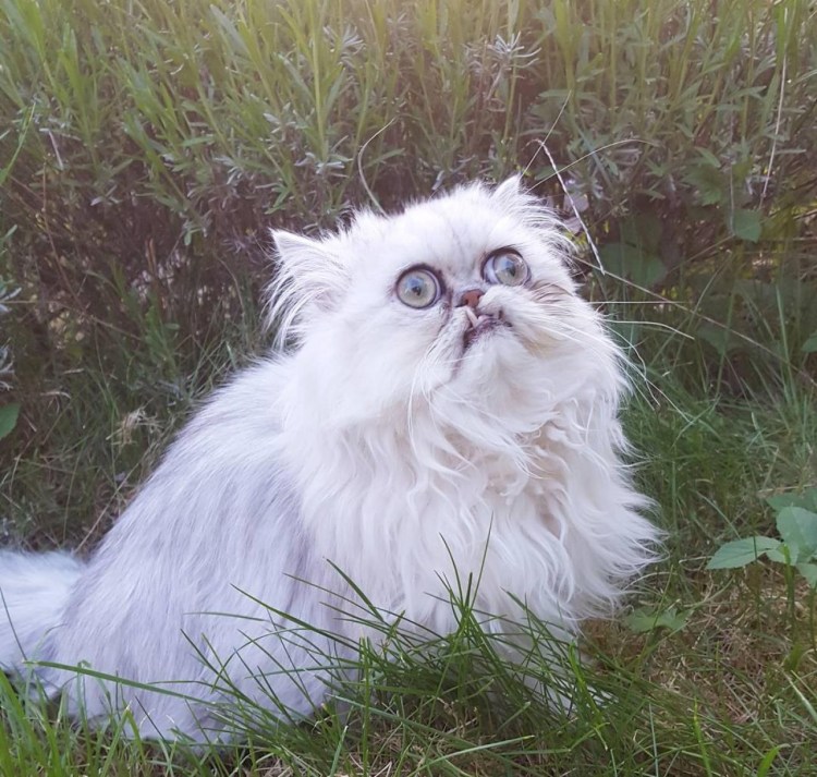 Персидская шиншилла Уилфред