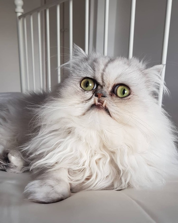 Персидская шиншилла кот Уилфред