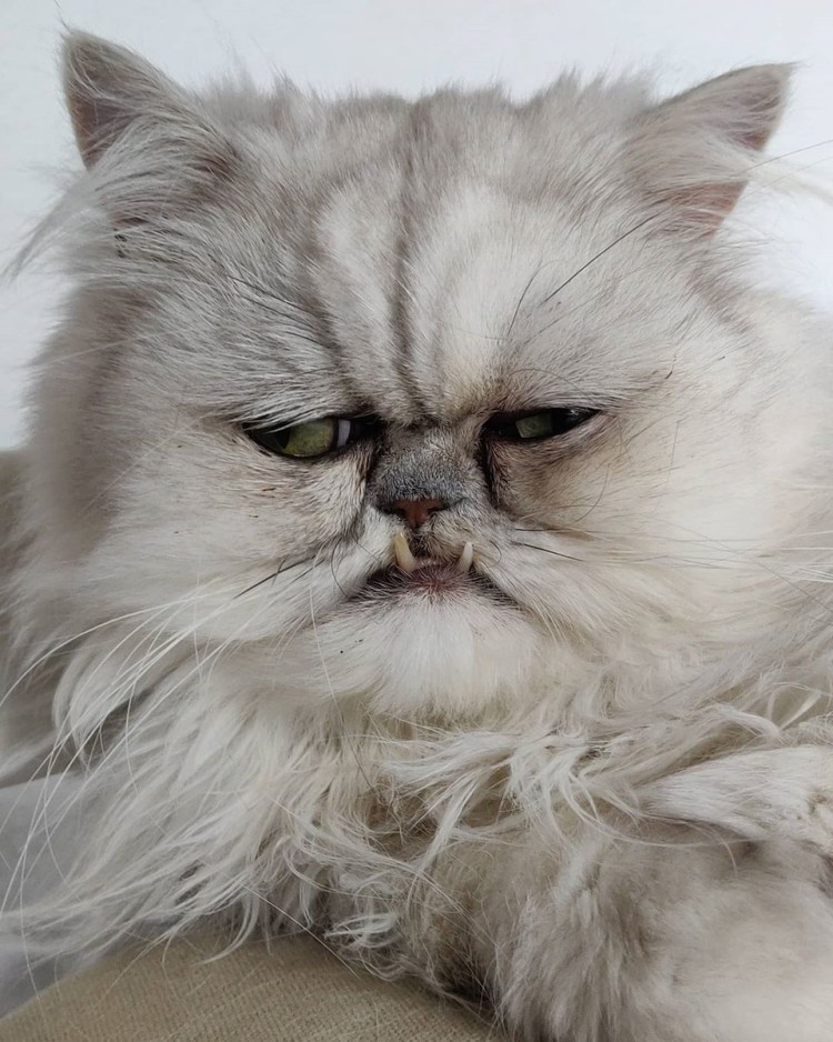 Кот Персидская шиншилла Вилфред