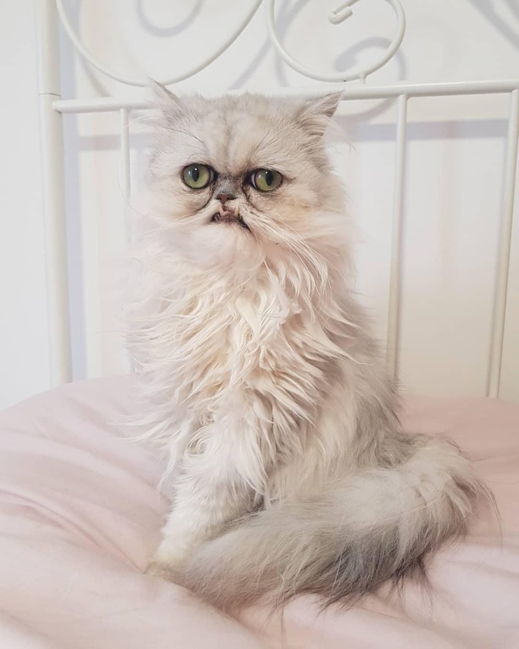 Персидская шиншилла Вилфред