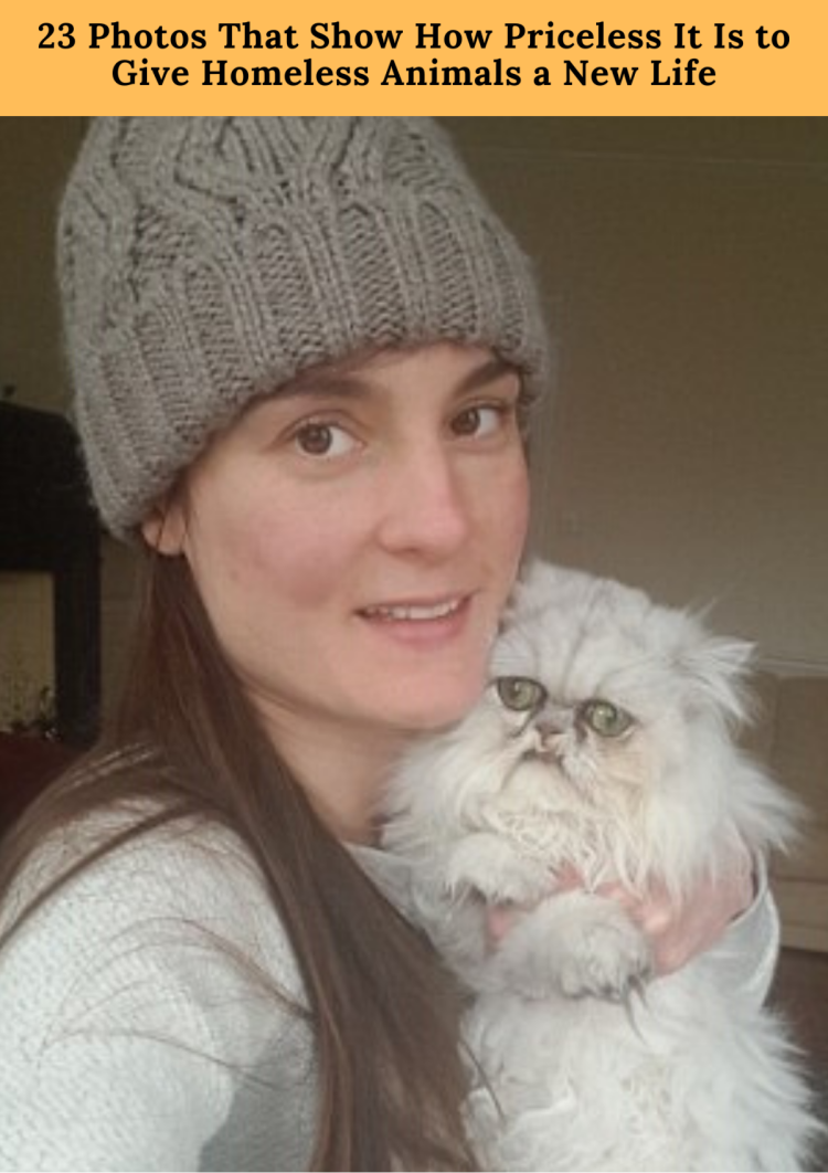 Сфинкс кошка и Персидская кошка