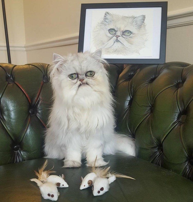 Кот Персидская шиншилла Вилфред