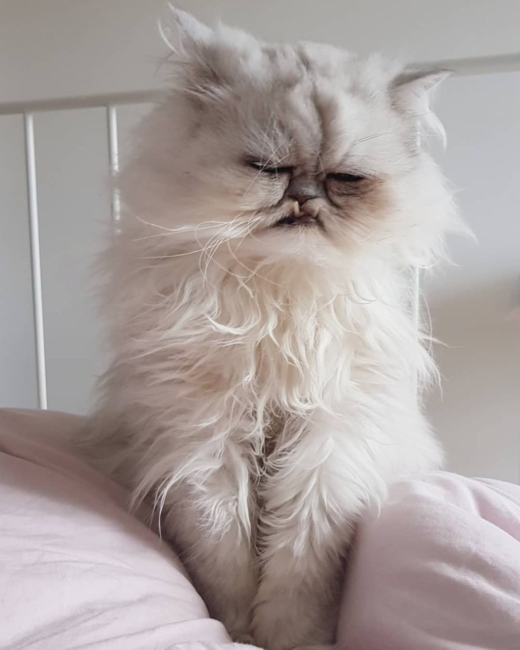 Страшный кот Уилфред тату