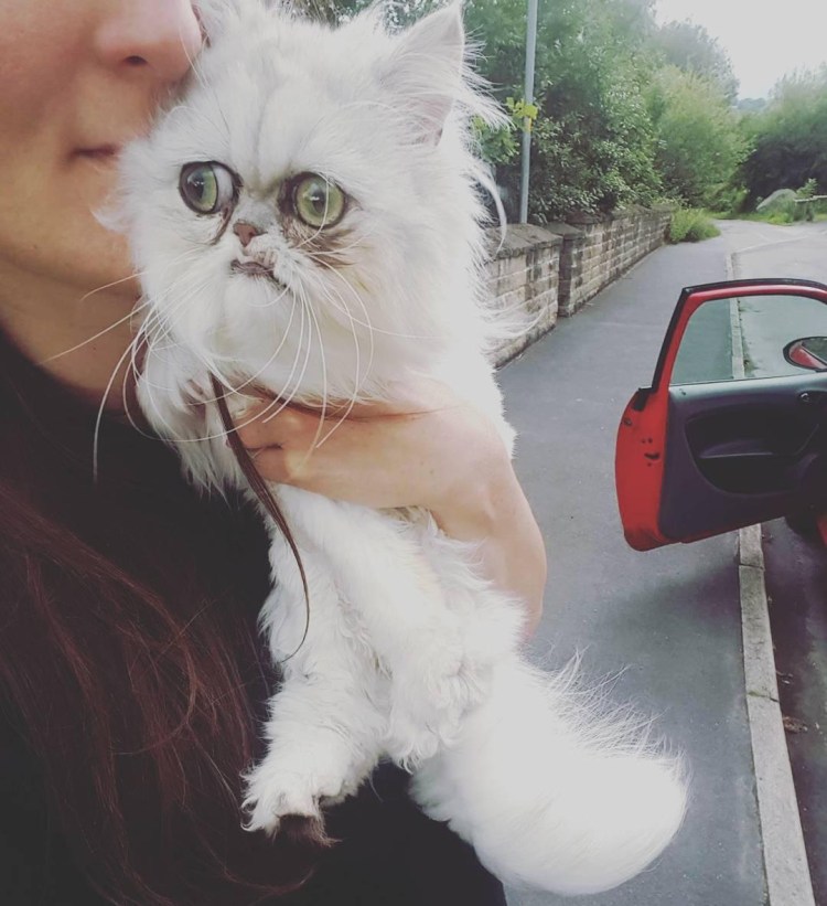 Персидская шиншилла Вилфред